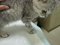 -天宠宠物医院24小时·急重症诊疗中心·全科·腔镜特色(和平分院)