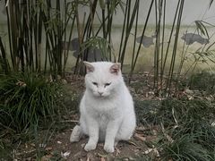 -西园寺