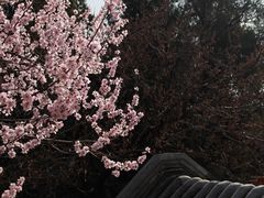 -颐和园