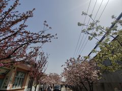 -莱阳濯村樱花园