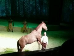 -cavalia·舞马