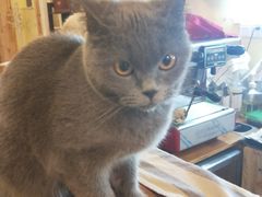 -猫色咖啡·猫咖