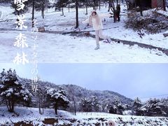 -武陵山森林公园