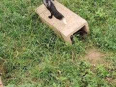 -五龙山野生动物王国