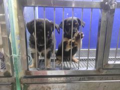 -青石桥花鸟鱼虫市场(叠翠城店)