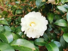 -上海滨江森林公园