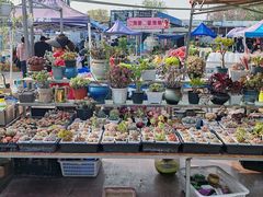 -中环花鸟鱼虫市场