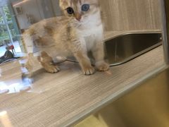 -飞行喵MR PILOT|猫舍·猫咖(静安大融城店)