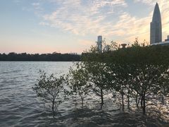 -深圳湾公园(南山区)