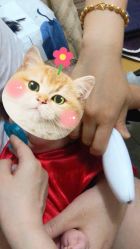 -慧婴轩婴儿理胎发胎毛笔胎毛画手足印(通州店)