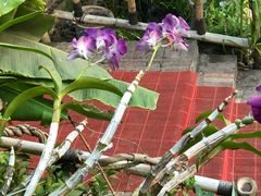 -火咂咂竹筒宴(告庄店)