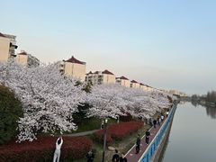 -高东镇樱花园
