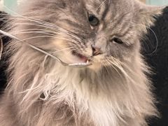 -安格丽娜·狗咖·猫咖羊驼咖(春熙路百盛商场店)