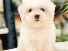 -翊宠yipet猫狗购宠庄园犬舍•猫舍