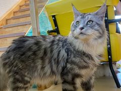 -猫在这儿猫咪咖啡馆·撸猫馆