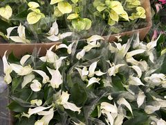 -龙大花卉苗木市场