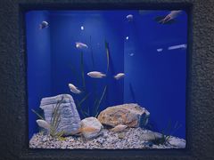 -上海海洋水族馆