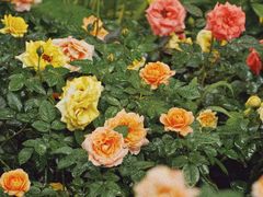 -人民公园(罗湖区)