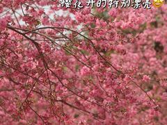 -天适樱花悠乐园