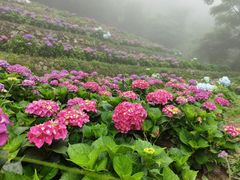 -鼓岭旅游度假区
