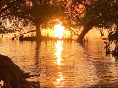 -宝安西湾红树林湿地公园