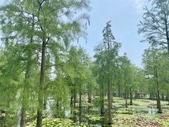 -池杉湖湿地公园