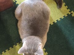 -猫猫幼稚园·撸猫·桌游·电玩