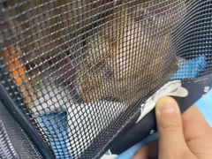 -纳吉亚猫专科动物诊疗中心(蒋宅口分院)