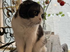 -猫小院猫主题餐厅(南锣旗舰店)