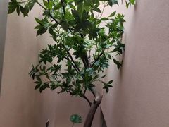 -宫七SPA·高端Massage(浦东大道店)