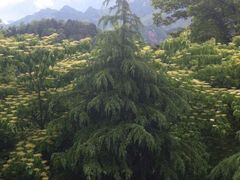 -九华山风景区月身宝殿