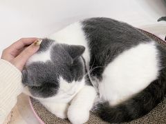 -Heymao猫咖.咖啡厅(东门店)