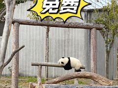 -都江堰中华大熊猫苑