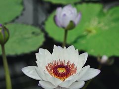 -国家植物园南园