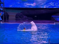 -海合安武汉极地海洋公园