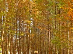 -桤木河湿地公园