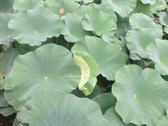 iphone_upload_pic-白洋淀景区