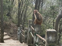 -黔灵山公园