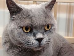 -猫小院猫主题咖啡厅(北锣店)