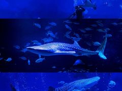 -烟台海昌鲸鲨海洋公园