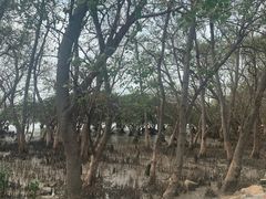 -宝安西湾红树林湿地公园