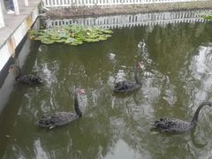 -微山湖红荷湿地景区