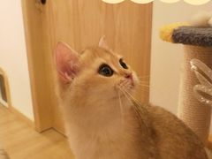 -猫腻·猫咖·撸猫馆(星光大道店)