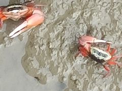 -北海金海湾红树林生态旅游区