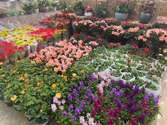 -双季花艺园艺市场(浦东店)