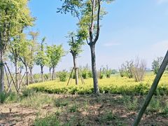 -阳澄湖半岛旅游度假区