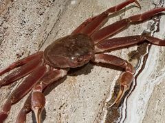 -尊蓝钱江豪华精选酒店-澜亭中餐厅