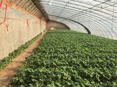 -大自然农场蔬菜草莓采摘园