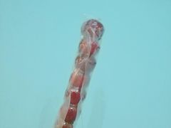 -和禄德冰糖葫芦