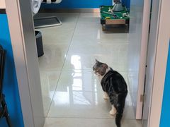 -康爱犬猫诊所·牙专科·骨外科·影像内科(丰宁店)